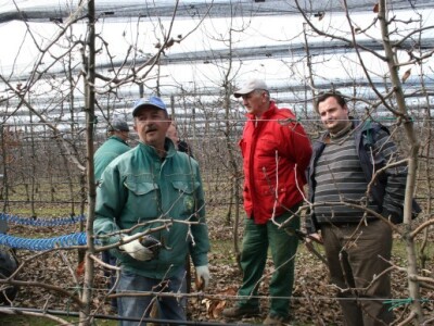 Rezidba voćnjaka i prezentacija platforme za rezidbu s pneumatskim škarama