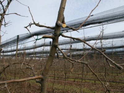 Rezidba voćnjaka i prezentacija platforme za rezidbu s pneumatskim škarama