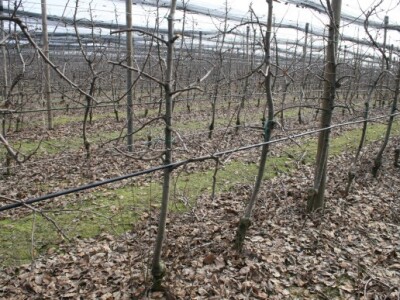 Rezidba voćnjaka i prezentacija platforme za rezidbu s pneumatskim škarama