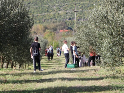 BERBA MASLINA U HERCEGOVINI