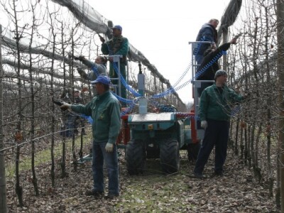 Rezidba voćnjaka i prezentacija platforme za rezidbu s pneumatskim škarama
