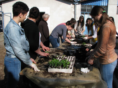 učenice presađuju papriku