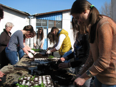 presađivanje paprike