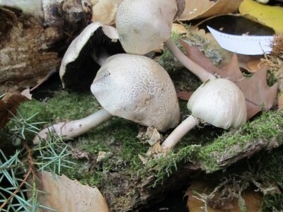 Na ceremoniji krštenja mladog vina gosti iz Slovenije, Dalmacije i Istre