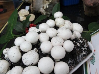 U centru Daruvara Martinski sajam