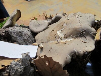 Ponuda vina, likera, meda, vinskog gulaša