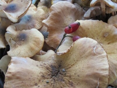 Na ceremoniji krštenja mladog vina