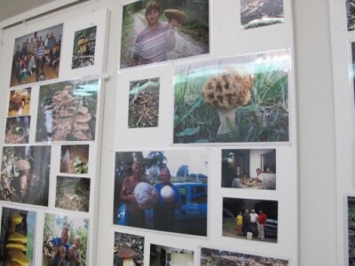 U centru Daruvara Martinski sajam