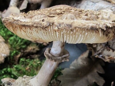 U centru Daruvara Martinski sajam