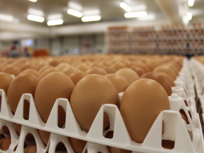 LDC L'oeuf - francuska jaja premium kvalitete