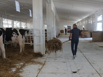 Državna stočarska izložba u Gudovcu
