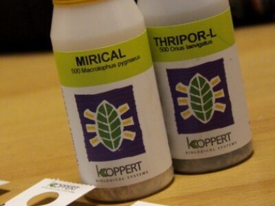 eko paprike, krastavci i rajčica iz Nizozemske