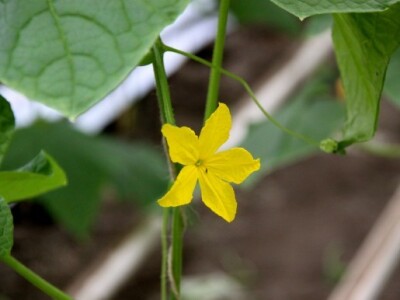 eko paprike, krastavci i rajčica iz Nizozemske