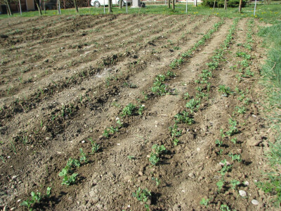 organska proizvodnja