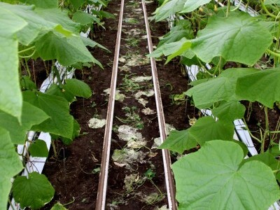 eko paprike, krastavci i rajčica iz Nizozemske