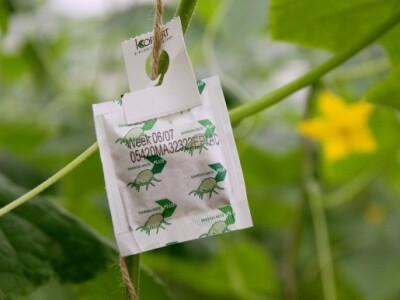 eko paprike, krastavci i rajčica iz Nizozemske