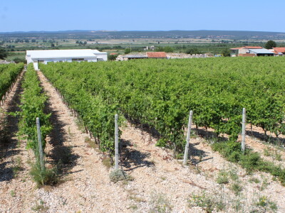 Poljoprivredna zadruga Masvin, Polača