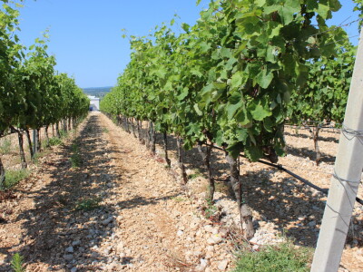 Poljoprivredna zadruga Masvin, Polača