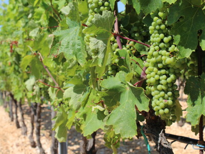 Poljoprivredna zadruga Masvin, Polača