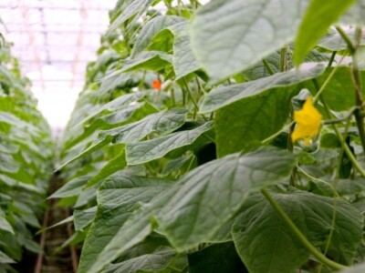 eko paprike, krastavci i rajčica iz Nizozemske