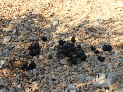 Poljoprivredna zadruga Masvin, Polača