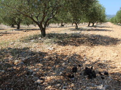 Poljoprivredna zadruga Masvin, Polača