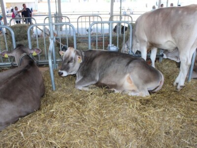 Izložba goveda Agra