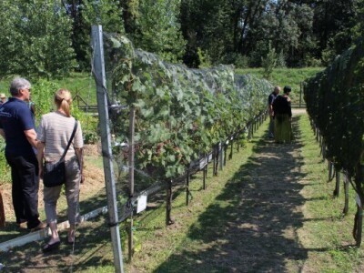 Vinogradi i pokusni nasadi