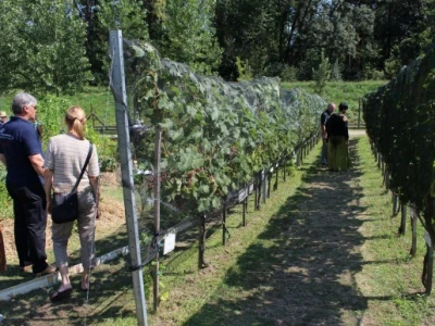 Vinogradi i pokusni nasadi