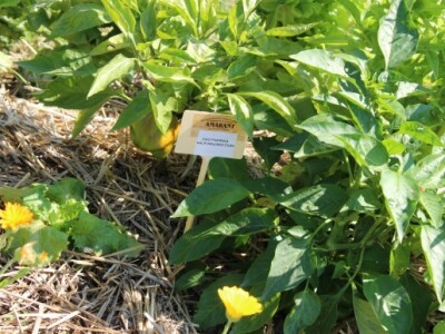 Sajam visokih postignuća - AGRA 2015