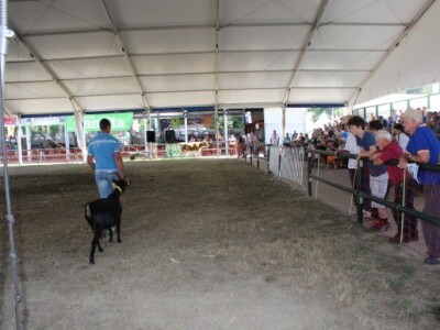 Sajam visokih postignuća - AGRA 2015