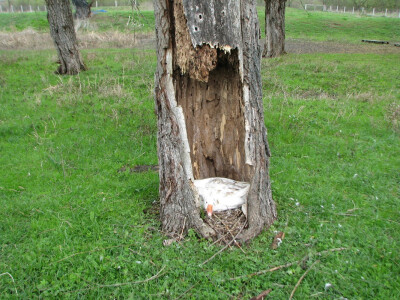 Guska u deblu vrbe Guska u deblu vrbe