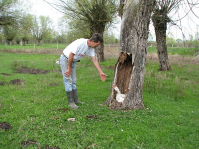 Branko pokazuje gusku Branko pokazuje gusku