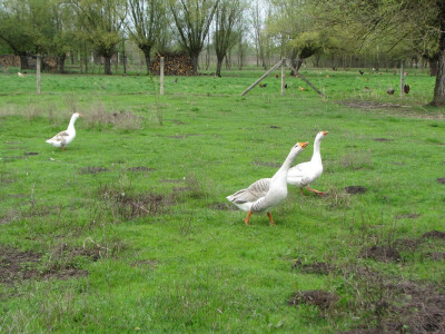 gusani trže kod guske gusani trže kod guske