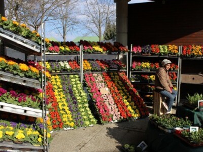 Suncem okupani izlagači