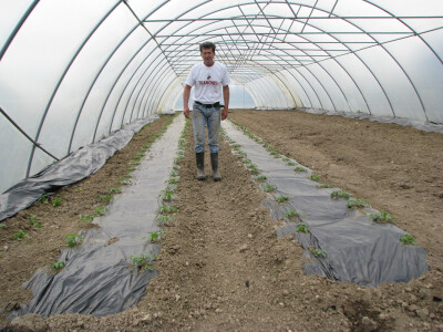 zasađeno povrće zasađeno povrće
