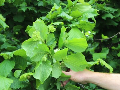 Domagoj Dropulić- uzgoj lijeske