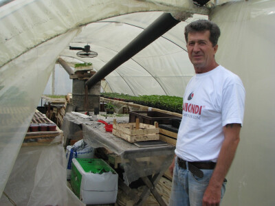 rasadnik u plasteniku rasadnik u plasteniku