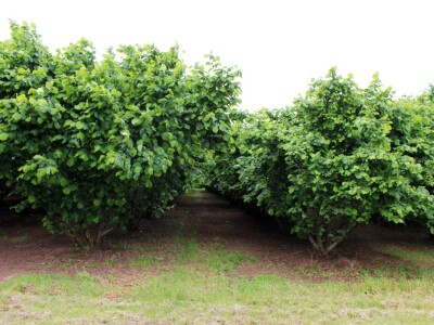 Domagoj Dropulić- uzgoj lijeske