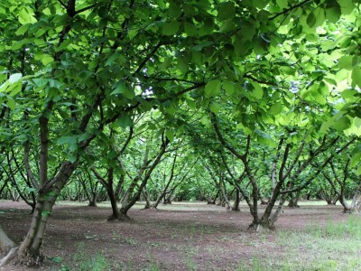 Domagoj Dropulić- uzgoj lijeske