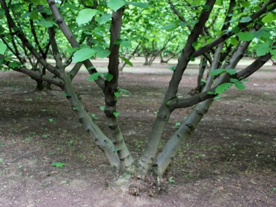 Domagoj Dropulić- uzgoj lijeske