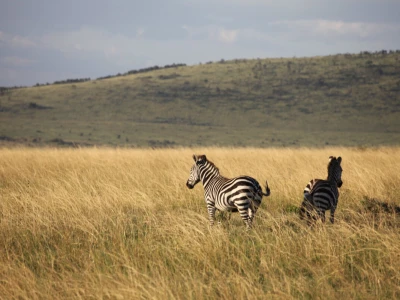 Maasai pleme
