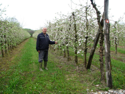 Sam orezao cijeli voćnjak