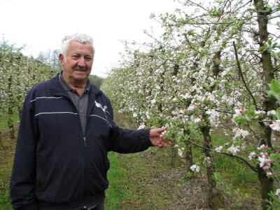 Jabuka odlično iscvijetala