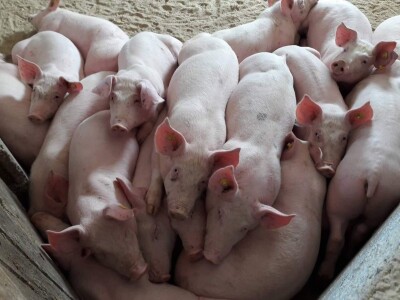 IRENA MAGLAJIĆ OPG MAGLAJIĆ