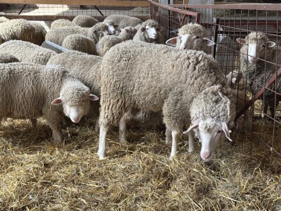 Bosanski inat Dragana Vukovića: Krenuo iz hobija, danas na farmi 1.000 grla stoke