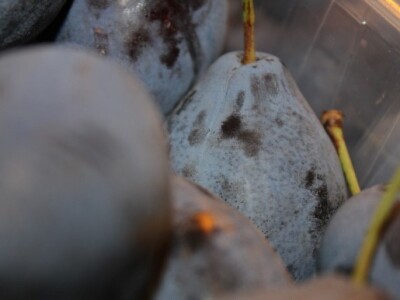 Gradačačke šljive