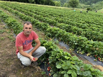 alem hodzic - jagoda