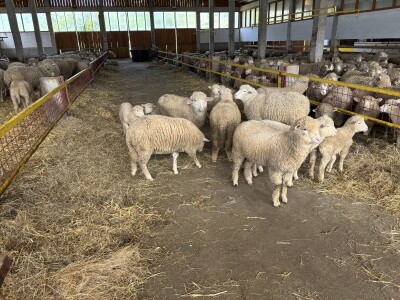 Bosanski inat Dragana Vukovića: Krenuo iz hobija, danas na farmi 1.000 grla stoke