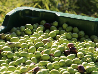 BERBA MASLINA U HERCEGOVINI